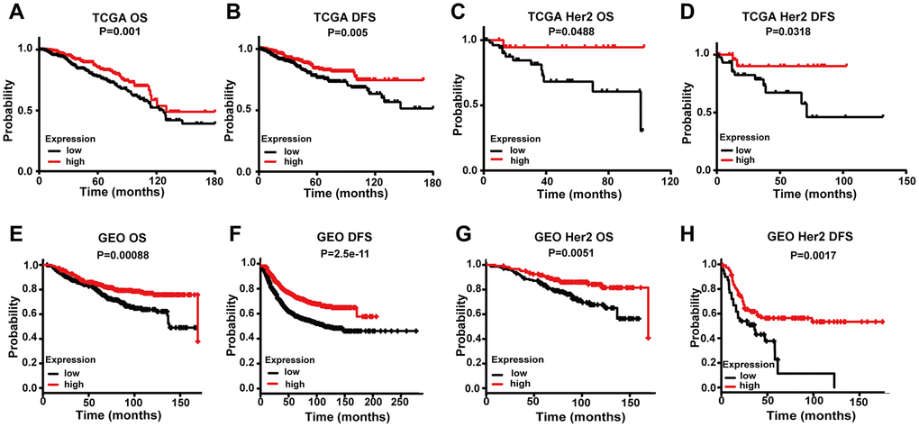 Comparing the low and high expression levels of FREM1 by Kaplan-Meier survival analysis in breast cancer and the HER2 subtype. (A–D) Survival curves of OS and DFS in breast cancer and HER2 from the TCGA database. (E–H) Survival curves of OS and DFS in breast cancer and HER2 from the GEO database. OS, overall survival; DFS, disease-free survival.