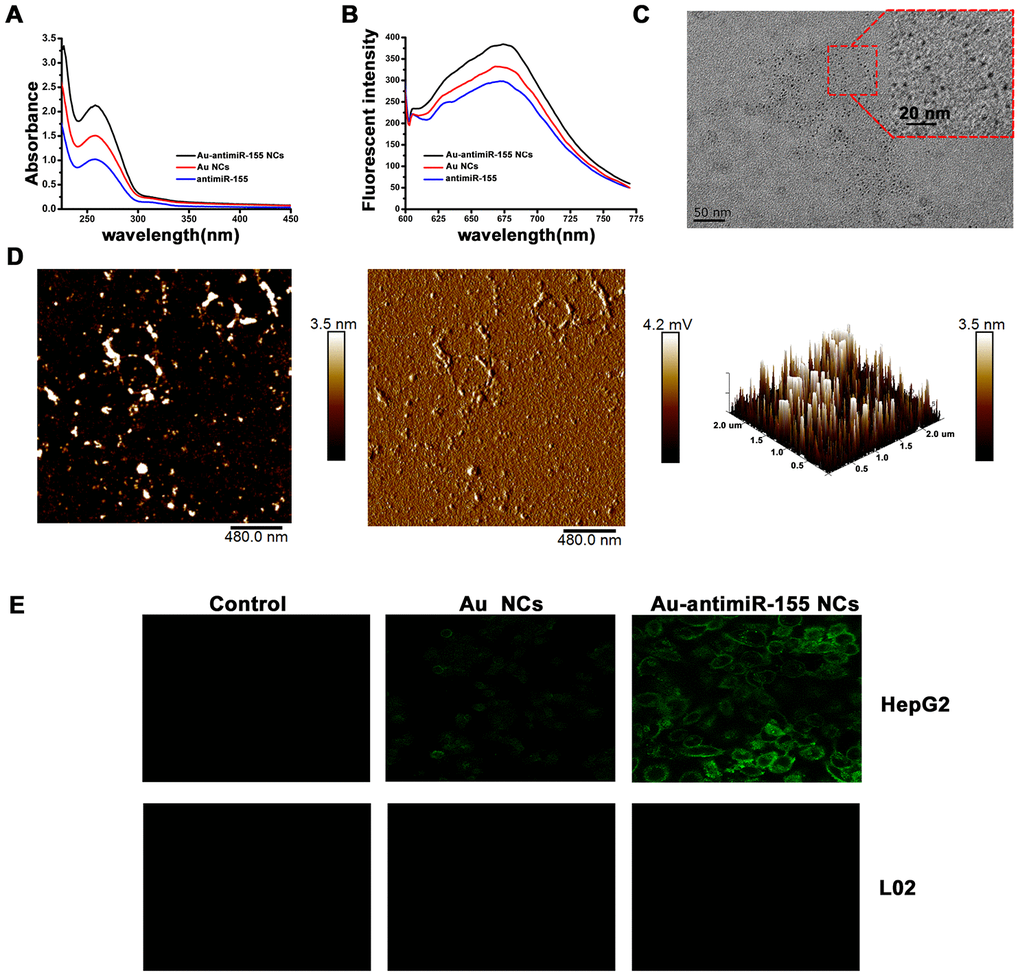 Characterization of in situ assembled fluorescent Au-antimiR-155 NCs. (A) UV absorption spectra of Au-antimiR-155 complexes extracted from HepG2 cells cultured with gold precursor and miR-155 inhibitors. (B) Fluorescence spectra of the aqueous solution of the extracted Au-antimiR-155 complexes. The relevant emission peak is centered at ~680 nm after excitation (EX) at 580 nm. (C) Representative TEM image of the isolated Au-antimiR-155 NCs. (D) Representative AFM image (left panel) and 3D model diagram (right panel) of biosynthetic Au-antimiR-155 NCs. The AFM phase diagram shown in the middle panel allows distinction of antimiR-155 and Au-antimiR-155 NCs. (E) Laser confocal fluorescence images of control (DMEM) cells and cells cultured in the presence of gold precursor alone (Au NCs) or gold precursor plus antimiR-155 (Au-antimiR-155 NCs). In the above experiments, the concentration of gold precursor solution was 5 μM and the concentration of antimiR-155 was 100 nM.