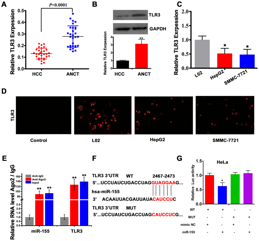 TLR3 is a direct target of miR-155. (A) qRT-PCR analysis of TLR3 expression in HCC tissues and ANCTs (n=30). (B) Western blot and densitometric quantification analysis of TLR3 expression in HCC tissues and ANCTs. (C) qRT-PCR analysis of TLR3 expression in HCC and normal liver cells (n=3). (D) TLR3 immunofluorescence in L02, HepG2 and SMMC-7721 cells. (E) RIP assay results showing co-precipitation of miR-155 and TLR3 by an Ago2 antibody in HepG2 cells. Verification of RIP products by qRT-PCR is also shown. (F) Schematic representation of the miR-155 binding site in the 3'-UTR region of TLR3 (WT, wild type; MUT, mutated type). (G) Luciferase activity assay results demonstrating direct targeting of the 3'UTR of TLR3 by miR-155 (n=3). **PP 