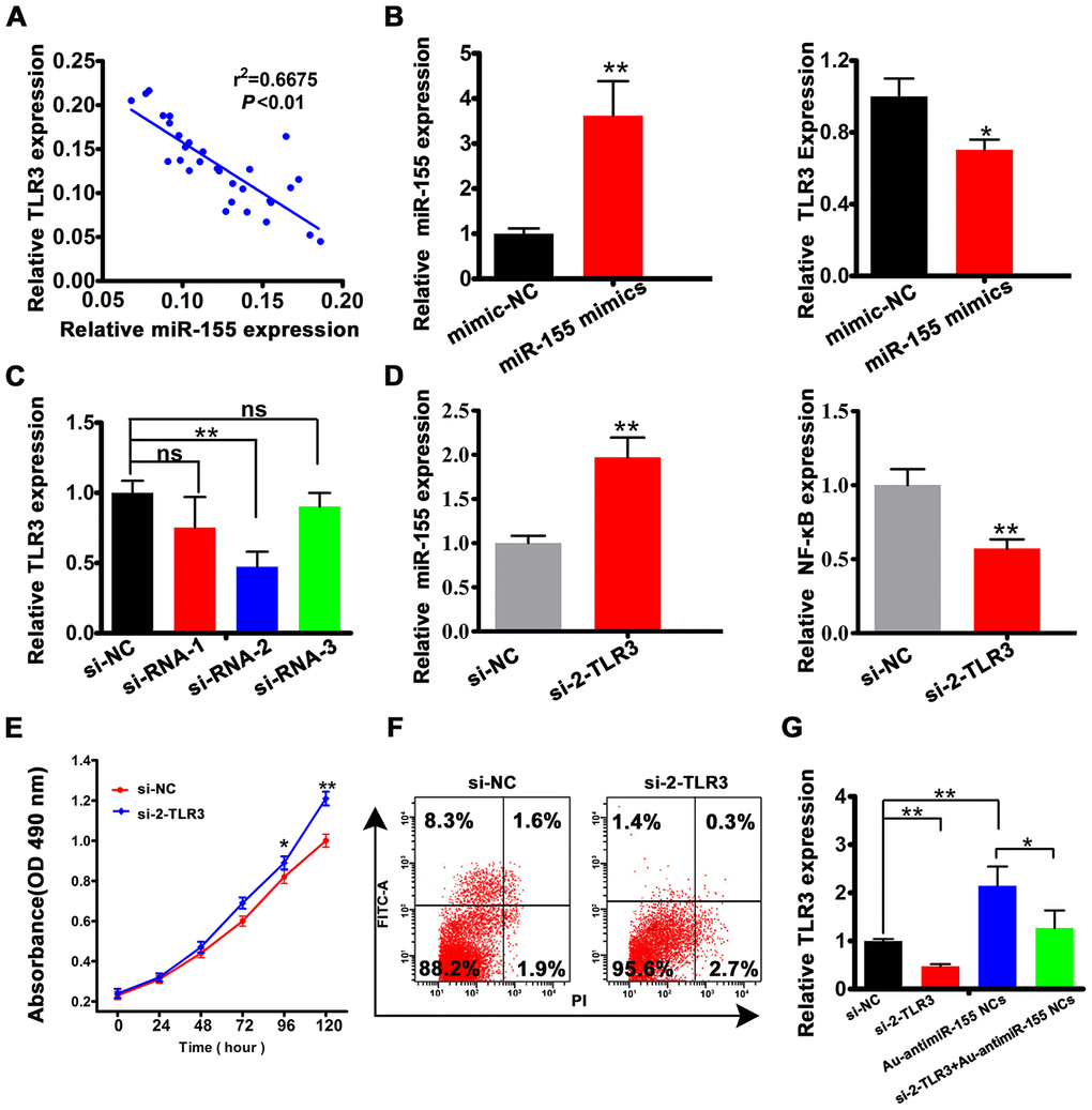 miR-155 is a negative regulator of TLR3 expression. (A) Spearman's correlation analysis of the relationship between TLR3 and miR-155 levels in HCC tissues. (B) Analysis of miR-155 and TLR3 expression by qRT-PCR in HepG2 cell transfected with miR-155 mimics. (C) qRT-PCR analysis of TLR3 expression in HepG2 cells transfected with control siRNA (si-NC) or with 3 siRNA variants targeting TLR3. (D) Detection of miR-155 and NF-κB by qRT-PCR in HepG2 cells transfected with si-2-TLR3. (E, F) Results of cell viability (MTT) and apoptosis (Annexin V-FITC) assays conducted in HepG2 cells transfected with si-2-TLR3 or si-NC. (G) Quantification of TLR3 mRNA levels in HepG2 cells following si-2-TLR3-mediated TLR3 knockdown with or without concurrent miR-155 inhibition. Data are presented as the mean ± SD; n = 3 biologically independent samples. *P