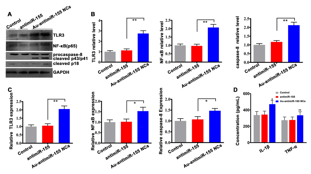 Activation of TLR3 signaling by Au-antimiR-155 NCs. (A) Western blotting analysis of TLR3, NF-αB (p65), and both full-length and cleaved caspase-8 expression in HepG2 cells treated with antimiR-155, gold precursor plus antimiR-155, or the respective controls (n=3). (B) Densitometric quantification of data shown in (A). (C) qRT-RCR analysis of TLR3, p65, and caspase-8 expression in HepG2 cells (n=3). (D) Quantification of tumor necrosis factor-α (TNF-α) and interleukin-1β (IL-1β) secretion by ELISA. HepG2 cells were co-incubated with gold precursor and antimiR-155 for 24 h. **PP 