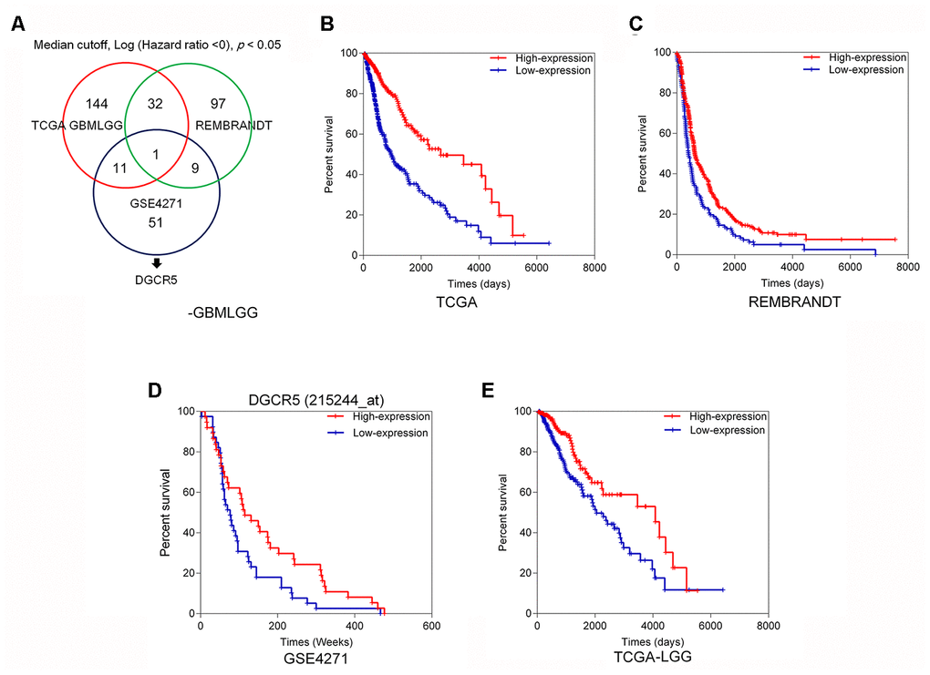 Selection of lncRNAs related to glioma overall survival (A) A schematic diagram showing the process of lncRNA selection. (B) Based on TCGA GBMLGG dataset, we selected 144 lncRNAs that are correlated with better overall survival in glioma patients when they are highly expressed. (C) Based on REMBRANDT dataset, 32 of the 144 lncRNAs are correlated with better overall survival in glioma patients when they are highly expressed. (D) Based on online microarray expression profile (GSE4271), higher lncRNA DGCR5 expression is significantly correlated with better overall survival in glioma patients. (E) Based on TCGA Brain Lower Grade Glioma (LGG) dataset, higher lncRNA DGCR5 expression is significantly correlated with better overall survival in glioma patients.