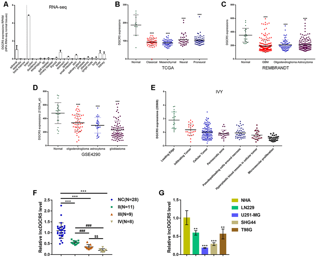 Expression of lncRNA DGCR5 according to online data and experimental results. (A) LncRNA DGCR5 expression in 27 types of tissues from 95 persons according to online HPA RNA-seq data. (B) LncRNA DGCR5 expression in normal (noncancerous), proneural glioma, neural glioma, mesenchymal glioma, and classical glioma according to TCGA dataset. (C) LncRNA DGCR5 expression in oligodendroglioma, astrocytoma, and glioblastoma according to REMBRANDT dataset. (D) LncRNA DGCR5 expression in oligodendroglioma, astrocytoma, and glioblastoma according to GSE4290. (E) LncRNA DGCR5 expression in different parts of glioma, including leading edge, infiltrating tumor, perinecrotic zone, cellular tumor, pseudopalisading cells around necrosis, hyperplastic blood vessels in cellular tumor, and microvascular proliferation according to Ivy Glioblastoma Atlas Project data. (F) LncRNA DGCR5 expression in normal (noncancerous, n=28) and glioma tissues (stage II n=11, stage III n=9, stage IV n=8) determined by real-time PCR. (G) LncRNA DGCR5 expression in normal human astrocytes, NHA, and glioma cell lines, LN229, U251-MG, SHG44, and T98G was determined by real-time PCR. **PPPP