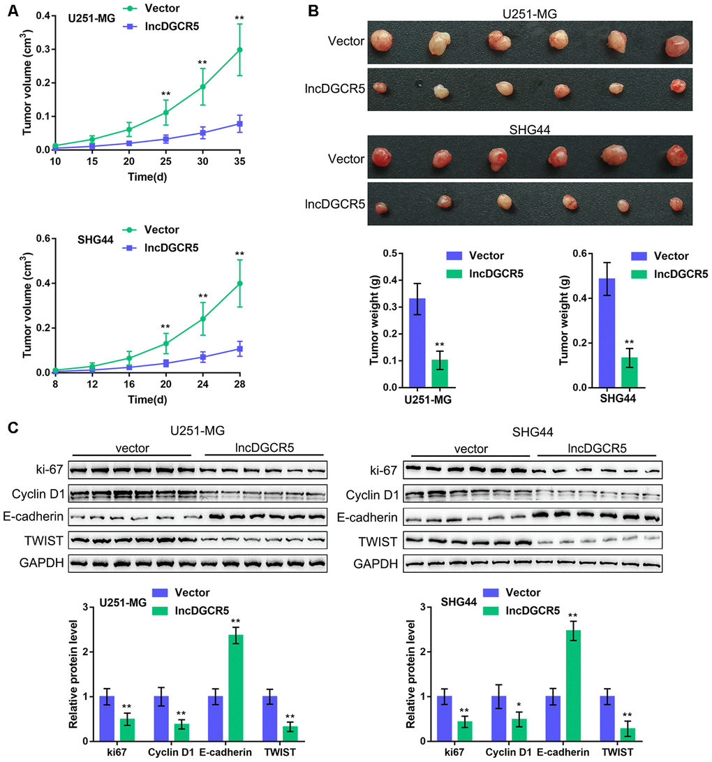 In vivo effects of lncRNA DGCR5 on tumor growth An xenograft model was established in mice as described in the Materials and methods section. (A, B) The tumor volume and weight were examined after the mice were sacrificed. (C) Tumor tissues were collected and the protein levels of ki-67, Cyclin D1, TWIST, and E-cadherin were determined by immunoblotting. *PP