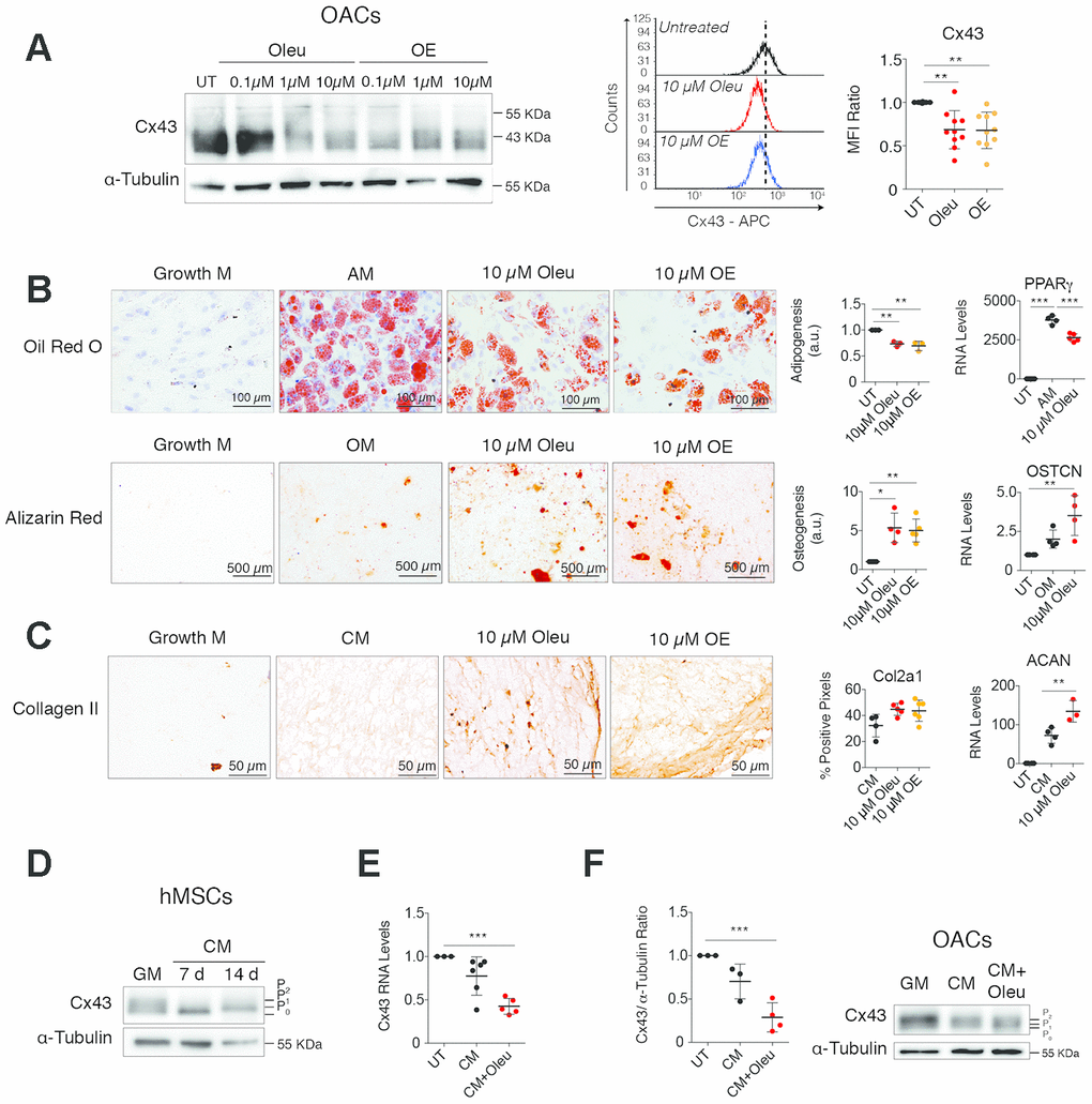 Downregulation of Cx43 during chondrogenesis improves differentiation towards chondrocytes. (A) Treatment of OACs with oleuropein (Oleu) or olive extract (OE) for 2 h significantly downregulates Cx43 protein detected by western-blot and flow cytometry. Median fluorescence intensity (MFI) ratios of oleuropein and OE treatments with respect to their untreated controls of each experiment are represented (n=10 independent experiments, P=0.0003). (B) Differentiation capacity of hMSCs isolated from bone marrow grown in adipogenic (top, 21 days) or osteogenic (bottom, 21 days) medium supplemented with 10 μM oleuropein or 10 μM OE. hMSCs cultured in growth medium were used as a control. Top, adipogenic evaluation by oil red O for lipid staining and by PPARγ gene expression. Data represent the ratio of cells containing lipid deposits to the total number of cells (n=3 independent experiments, PP0.0001). Alizarin red staining was used to detect calcium deposits for osteogenic differentiation. Values were obtained by counting red pixels and normalized to those of hMSCs differentiated in osteogenic medium without treatment (OM) (n=4-6 independent experiments, P=0.0317). OSTCN gene expression was measured to confirm osteogenic differentiation (n=4 independent experiments, P=0.0055). (C) Differentiation capacity of hMSCs isolated from bone marrow grown in chondrogenic medium as micromasses for 30 days. Representative images for Col2A1. The quantification is shown on the right (n=5–6 micromasses from independent experiments, P=0.0423). Chondrogenesis was also evaluated by ACAN gene expression quantification (n=3–4 independent experiments, PD) Cx43 protein levels in hMSCs, isolated from bone marrow and from inguinal fat, differentiated for 7 and 14 days in the presence of chondrogenic medium (CM) in comparison to untreated hMSCs cultured in normal growth medium (GM). (E) Cx43 RNA expression of hMSCs cultured for 14 days in the presence of chondrogenic medium (CM) alone or supplemented with 10 μM oleuropein. Data were normalized to HPRT-1 levels (n=5-6 independent experiments, PF) Cx43 protein levels were analyzed by western blot in OACs differentiated for 7 days in the presence of chondrogenic medium (CM), supplemented with 10 μM oleuropein. The graph represents the quantification from 3 independent experiments (P=0.0004). Data is expressed as mean±SD, one-way ANOVA; *PPP