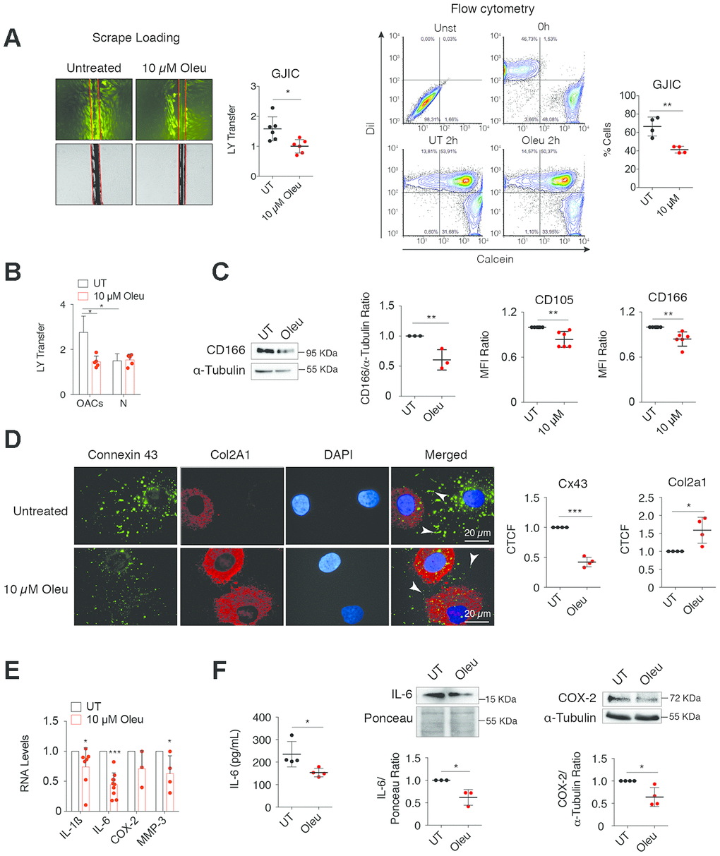 Downregulation of Cx43 by oleuropein decreases GJIC and improves the phenotype of OACs. (A) Oleuropein (Oleu) treatment significantly decreases GJIC evaluated by an SL/DT assay when OACs were exposed with this molecule for 2 h (top, n=6 independent experiments; Student’s t test, Pt test, P=0.0037). (B) Graph showing the effect of oleuropein on GJIC when healthy chondrocytes (N) were exposed to 10 μM oleuropein compared with OACs (n=5 independent experiments; one-way ANOVA, P=0.0004). (C) OACs cultured for 7 days with 10 μM Oleu showed reduced expression of the mesenchymal markers CD105 and CD166, analyzed by flow cytometry. Student’s t test, P=0.0039 (CD105) and P=0.0022 (CD166), n=6 independent experiments. CD166 levels were also analyzed by western blot (n=3 independent experiments, Student’s t test, P=0.0046). (D) Downregulation of Cx43 increased Col2A1, detected by immunofluorescence in OACs treated with 10 μM oleuropein. Graphs represent the corrected total cell fluorescence (CTCF) of Cx43 and Col2a1 (n=4 independent experiments). Student’s t test, PP=0.0007 (Col2a1). (E) mRNA levels of IL-1ß, IL-6, COX-2 and MMP-3 of OACs cultured in normal medium (UT) exposed to 10 μM oleuropein for 2 h. n=4–7 independent experiments. Student’s t test: P= 0.033 (IL-1ß), PP=0.1013 (COX-2), P=0.0466 (MMP-3). (F) IL-6 detected by ELISA when OACs were treated with oleuropein for 72 h (n=4 independent experiments, Student’s t test, P=0.0345). IL-6 (n=3 independent experiments) and COX-2 (n=4 independent experiments) protein levels detected by western-blot in OACs treated with 10 μM oleuropein for 72 h. Student’s t test, P=0.0193 (IL-6), P=0.0141 (COX-2). Data is expressed as mean±SD; *PPP