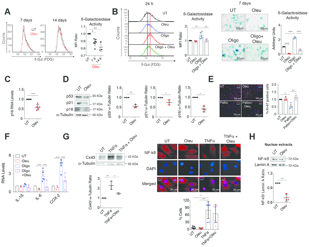 Cx43 downregulation by oleuropein decreased chondrocyte senescence. (A) SA-βGal activity detected by flow cytometry in OACs treated with 10 μM oleuropein (Oleu) for 7 and 14 days (n=3–7 independent experiments; one-way ANOVA, PB) The graphs show the comparative analysis of SA-βGal activity measured by flow cytometry of OACs exposed for 24 h to 10 μM oleuropein or 5 μg/ml oligomycin as indicated (n=5 independent experiments; one-way ANOVA, P=0.0003). On the right, SA-βGal activity determined by X-Gal cleavage and cell staining (blue), evaluated by microscopy in OACs treated for 7 days with 10 μM oleuropein or 5 μg/ml oligomycin (n=3 independent experiments; one-way ANOVA, PC) p16 mRNA expression of OACs treated with 10 μM oleuropein for 2 h. Data were normalized to HPRT-1 levels (n=5 independent experiments; Student’s t test, P=0.0002). (D) Western blot of p53 (n=3 independent experiments), p21 (n=3 independent experiments) and p16 (n=4 independent experiments) in OACs treated with 10 μM oleuropein for 2 h. α-tubulin was used as a loading control. Student’s t test, P=0.001 (p53), P=0.0278 (p21), P=0.0286 (p16). (E) Cell proliferation evaluated by immunofluorescence of Ki-67 in T/C-28a2 chondrocytes treated with 10 μM palbociclib and/or 10 μM oleuropein for 24 h. Images represent n= 3 independent experiments. One-way ANOVA, P=0.0434 (UT vs Palbo); P=0.0096 (Palbo vs Palbo+Oleu). (F) Downregulation of Cx43 by oleuropein attenuates IL-6 and COX-2 upregulation when OACs are exposed to oligomycin for 1 h (n=3–9 independent experiments; one-way ANOVA). (G) Western blot (n=3 independent experiments) shows the effect of 10 μM oleuropein and 10 ng/mL TNFα treatments (for 1 h) on Cx43 protein levels in OACs (one-way ANOVA, P=0.0018). On the right, NF-κB detected by immunofluorescence in OACs treated with 10 ng/mL TNFα for 1 h. This effect is partially abolished by 1-h 10 μM oleuropein treatment. The graph represents the cell percentage with nuclear NF-κB staining (n=7 independent experiments; one-way ANOVA, P=0.0055). (H) Nuclear levels of NF-kß in OACs cultured with 10 μM oleuropein for 2 h. Lamin A was used as a loading control (n=3 independent experiments; Student’s t test, P=0.0021). Data is expressed as mean±SD; *PPP