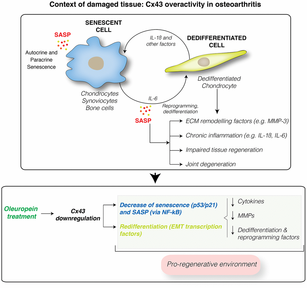 Cx43 overactivity contributes to disease progression. Cx43 overexpression leads to accumulation of dedifferentiated and senescent cells involved in disease progression in OA patients. These phenotypic changes results in the synthesis of ECM remodeling factors involved in tissue degradation (MMPs) and proinflammatory factors, such as IL-1ß and IL-6, which facilitate the dedifferentiation and reprogramming of neighboring cells. These factors may further spread senescence and dedifferentiation to surrounding tissues contributing to joint degeneration. Downregulation of Cx43 by oleuropein treatment contributes to the elimination of senescent cells and redifferentiation of osteoarthritic chondrocytes into fully differentiated cells, able to support the ECM composition and restoring the regenerative capacity of the tissue. However, oleuropein may have other targets that may contribute to the drug effect. In addition, oleuropein treatment might improve the effectiveness of stem cell therapy, by promoting chondrogenic and osteogenic differentiation, and by inhibiting adipogenesis.