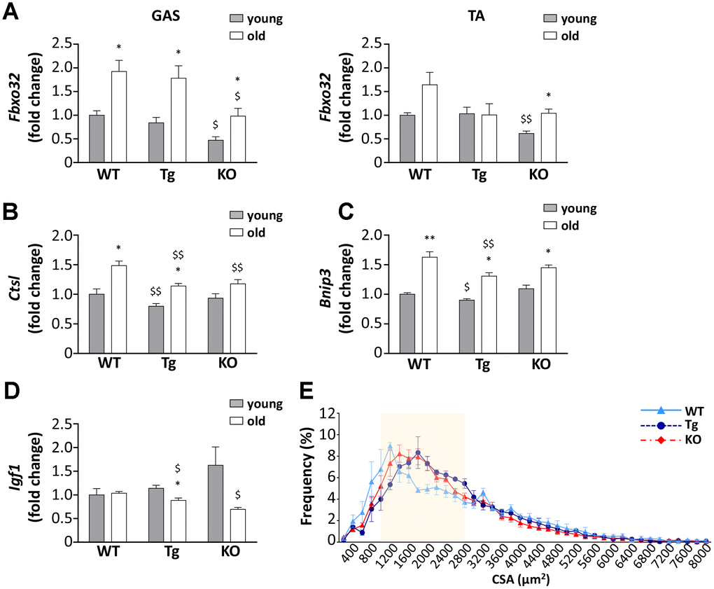 Ghrelin peptides effects on sarcopenia-dependent atrophy. (A) Atrogin-1 (Fbxo32) expression in gastrocnemius (GAS) and tibialis anterior (TA) of 3-month old (young) and 24-month old (old) mice determined by real-time RT-PCR. In GAS, young mice: WT = 4, Tg = 4, Ghrl KO = 4; old mice: WT = 4, Tg = 3, Ghrl KO = 4. In TA, young mice: WT = 4, Tg = 3, Ghrl KO = 4; old mice: WT = 8, Tg = 6, Ghrl KO = 5. (B) Cathepsin-L (Ctsl), (C) Bnip-3 (Bnip3), and (D) IGF-1 (Igf1) expression in gastrocnemius of 3-month old (young) and 24-month old (old) mice determined by real-time RT-PCR. Young mice: WT = 3, Tg = 3, Ghrl KO = 4; old mice: WT = 7, Tg = 9, Ghrl KO = 5. (E) Cross-sectional area (CSA) frequency distribution of myofibers in GAS of old WT, Tg, and Ghrl KO mice. WT= 4, Tg= 3, Ghrl KO= 5. The shadowed area of the graph represents the section of statistically significant differences among curves. Data are presented as mean ± SEM. *p$p$$pGhrl KO vs. WT.