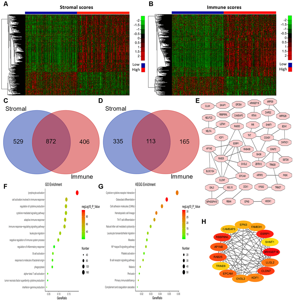 Analysis of DEGs according to the immune and stromal scores in LUAD patients. (A, B) Clustering Heatmap plot of the DEGs. The upper color bar represents the sample class; red represents the group with higher scores, while blue represents the group with lower scores. Genes with higher levels are shown in red, while those with lower levels are shown in green. (C, D) Venn diagrams showing the number of commonly upregulated (C) or downregulated (D) DEGs. (E) PPI analysis of downregulated DEGs via STRING. The interaction score was set to medium confidence (0.400). (F, G) The top 15 GO enrichment terms (F) and KEGG enrichment terms (G) for all DEGs, analyzed in Metascape. (H) The first 15 genes identified through the maximal clique centrality method were chosen as hub genes using the cytoHubba plugin. More red color represents more forward ranking. GO, gene ontology; KEGG, Kyoto Encyclopedia of Genes and Genomes; DEGs, differentially expressed genes; LUAD, lung adenocarcinoma; MMC, maximal clique centrality.