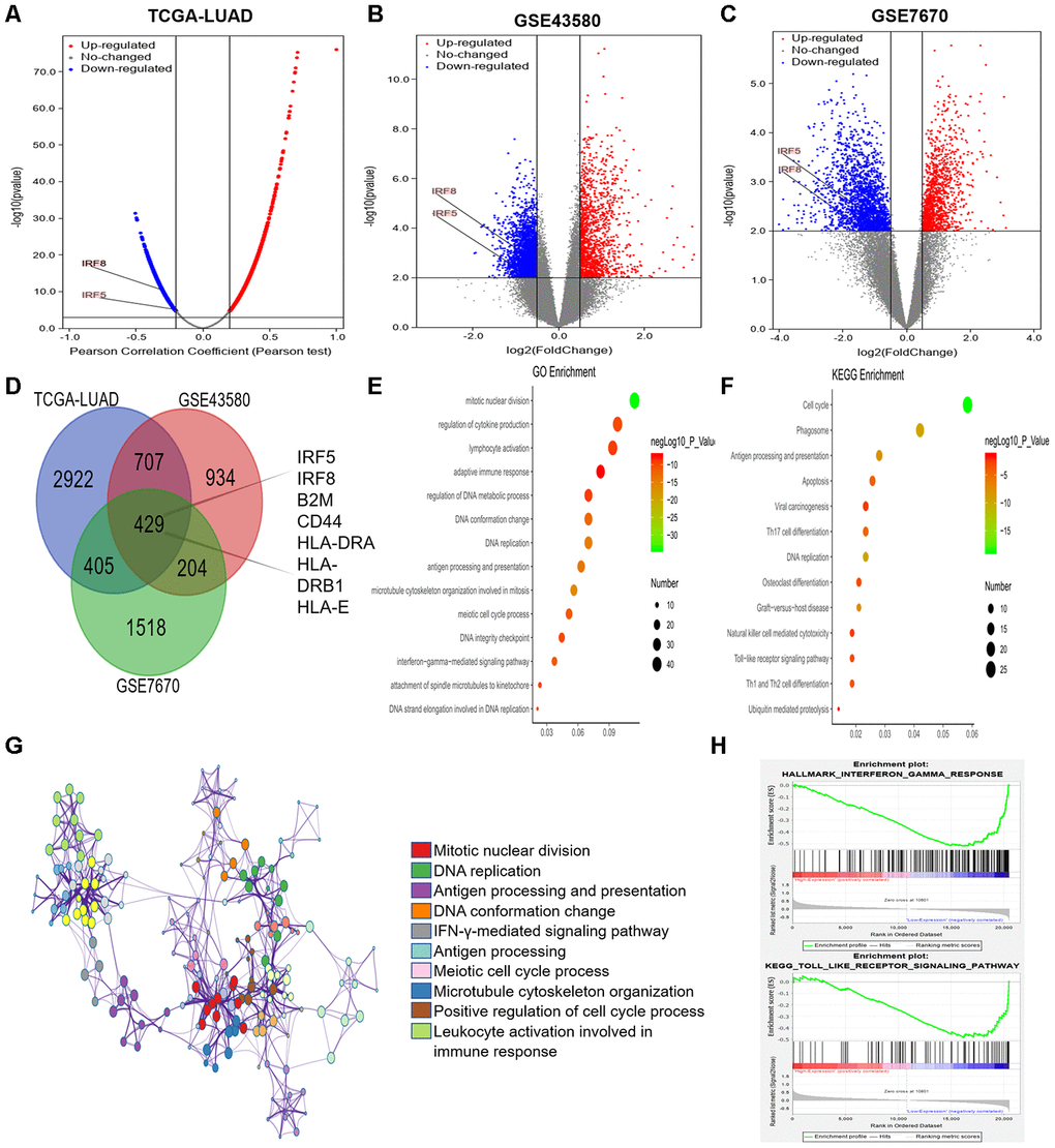 Analysis of DEGs according to TRIM28 expression in LUAD patients. (A) Volcano map showing all the genes associated with TRIM28 in LUAD. (B, C) Volcano maps showing all the DEGs based on TRIM28 expression. (D) Venn diagram showing the number of common DEGs. (E, F) Top 14 GO enrichment terms (E) and top 13 KEGG enrichment terms (F) for all DEGs, analyzed in Metascape. (G) Associations among the top 10 cluster enrichment terms analyzed by Metascape, displayed as a network. An edge links terms with a similarity score > 0.3. (H) Gene Set Enrichment Analysis according to the expression of TRIM28 in TCGA. GO, gene ontology; DEGs, differentially expressed genes; LUAD, lung adenocarcinoma; GSEA, Gene Set Enrichment Analysis; TCGA, The Cancer Genome Atlas; GSE, Gene Expression Omnibus data series.