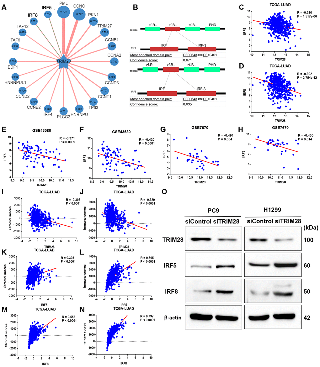 The association of TRIM28 with IRF5 and IRF8. (A) Network view of predicted E3-substrate interactions in UbiBrowser web services. In network view, the central node is the queried E3 ligase, and the surrounding nodes are the predicted substrates. The width of the edge reflects the confidence of the interaction. (B) The possible binding regions of IRF5 and IRF8 to TRIM28. (C–H) TRIM28 expression exhibited a significant negative correlation with IRF5 and IRF8 expression in TCGA (C, D), GSE43580 (E, F) and GSE7670 (G, H). (I–N) TRIM28 expression exhibited a strong negative correlation with stromal scores (I) and immune scores (J), while IRF5 and IRF8 levels exhibited strong positive relationships with stromal scores (K, M) and immune scores (L, N), respectively. (O) The expression of IRF5 and IRF8 after knocking down TRIM28 in two different LUAD cell lines (PC9 and H1299) through Western blotting. The gels have been run under the same experimental conditions. The blot of IRF5 in H1299 is obtained from the combined image merging the blot image and the ladder image. LUAD, lung adenocarcinoma; TCGA, The Cancer Genome Atlas; GSE, Gene Expression Omnibus data series.