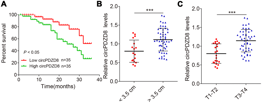 circPDZD8 negatively correlates with patient prognosis. (A) Kaplan-Meier univariate analysis of overall survival in gastric cancer patients with high (above median) versus low (below median) circPDZD8 levels were shown; P B) The circPDZD8 was examined in gastric cancer tissues with  3.5 cm (n = 53). (C) The circPDZD8 was examined in gastric cancer tissues in T1-T2 stage (n = 22) and T3-T4 stage (n = 48); *** P 