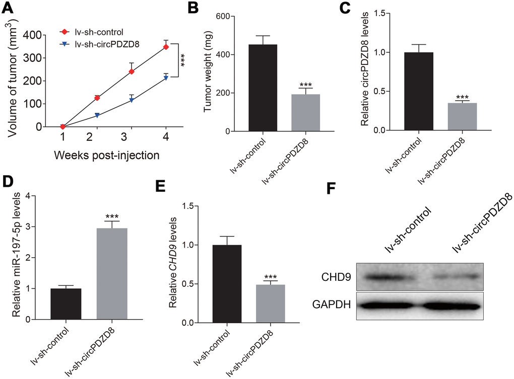 Effect of circPDZD8 on tumor growth of gastric cancer in vivo. (A) Tumor volume was measured at indicated time points after injection of SGC-7901 cells transfected with lv-sh-circPDZD8 or lv-sh-control. (B) Tumor weight was measured after the mice were sacrificed. (C, D) The expression levels of circPDZD8 and miR-197-5p in tumor tissues were measured by RT-qPCR. (E, F) The mRNA and protein expression levels of CHD9 in tumor tissues were detected by RT-qPCR and western blot, respectively; *** P 