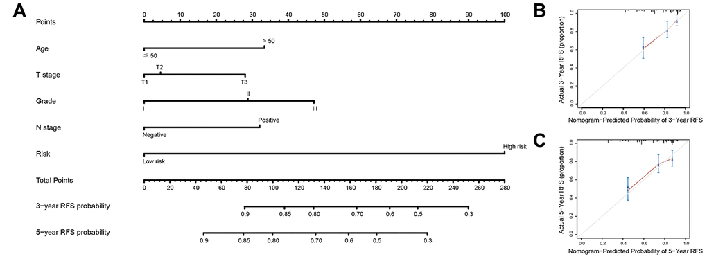 Nomogram to predict risk of cancer recurrence. (A) Nomograms to predict risk of cancer recurrence. (B) 3-year nomogram calibration curves in training set. (C) 5-year nomogram calibration curves in training set. Abbreviations: RFS (relapse-free survival).