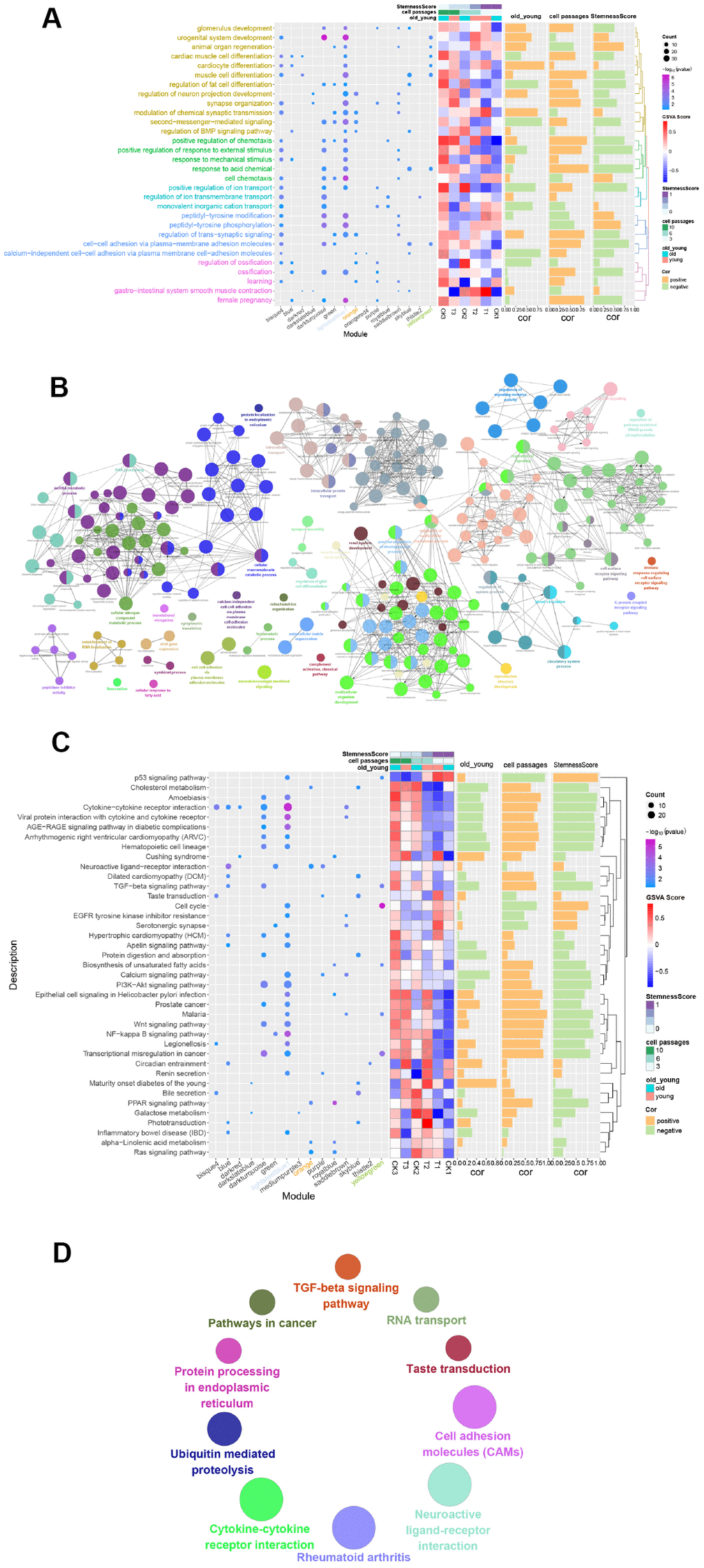 Functional enrichment analysis of gene modules. (A) GO Enrichment Analysis. Enrichment increased significantly from blue to purple. The larger the circle, the more significant the percentage of module genes that GO functions into the gene. (B) Gene functional enrichment was conducted using Cytoscape. Each dot represents a BP, and a total of 244 are enriched. (C) Enrichment Analysis of the Module Gene KEGG Pathway. From blue to purple, the concentration increased significantly. The larger the circle, the more significant the proportion of modular genes present in the KEGG pathway entry genes. (D) Enriched to 10 KEGG pathways using the ClueGO plugin for Cytoscape.