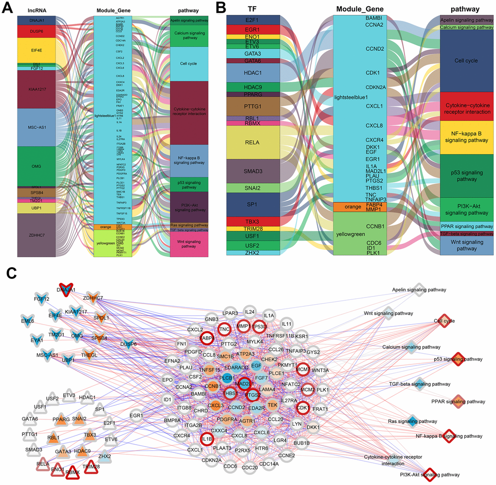 ADSCs’ integrated regulatory network. (A) Sankey plot of gene module regulation by lncRNAs. Each square on the left represents a lncRNA, where the middle square represents a modular gene and the right square represents the pathway. (B) Map of gene module regulation by TFs. Each square on the left represents a TF, where the middle square represents a modular gene and the right square represents a pathway. (C) Integrated regulatory network of lncRNA/TF-target genes-pathways. Squares represent pathways; circles represent modular genes; arrows represent lncRNA; and triangles represent TFs.