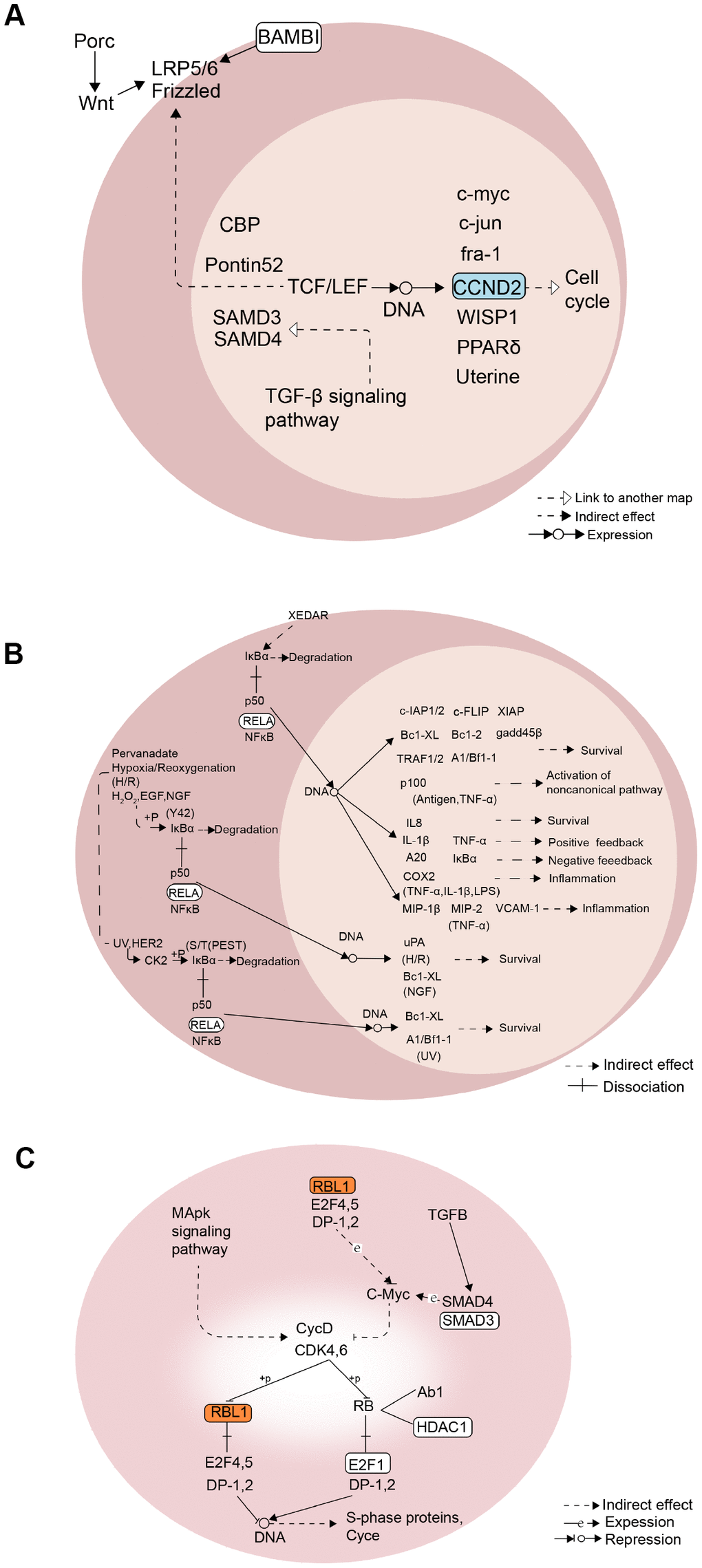 Mechanism diagram of the KEGG pathway. (A) Wnt signaling pathway. (B) NF-kappa B signaling pathway. (C) Cell cycle pathway.