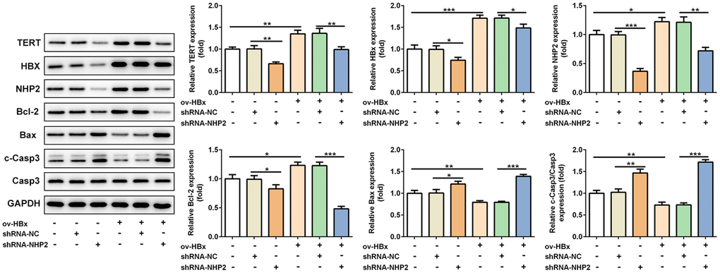 Knockdown of NHP2 promotes tumor tissues apoptosis in xenograft model that were injected with or without HBx-overexpressed PLC/PRF5 hepatoma cells. Representative western blot bands together with quantitative analysis for TERT, HBx, NHP2, Bcl-2, Bax and cleaved-Caspase 3 expression in different types of tumor tissues. Ov: overexpression, NC: negative control, HBX: Hepatitis B virus X. *P**P***P