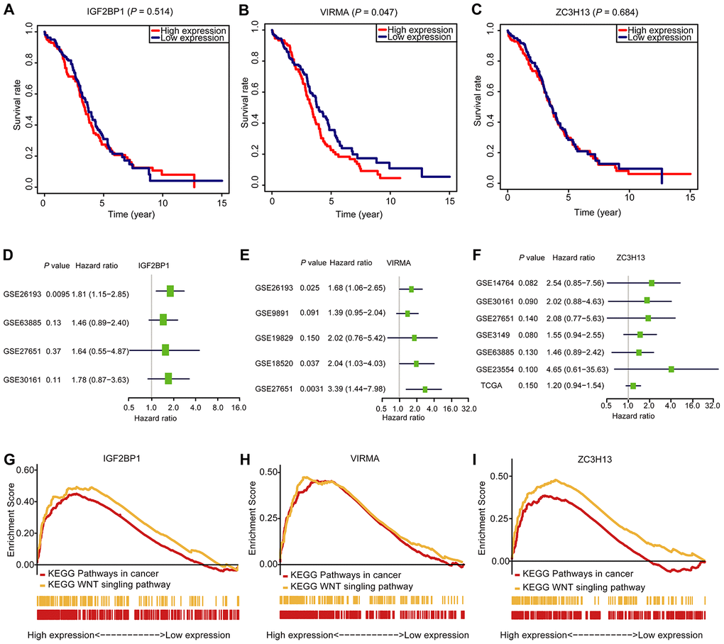 The OS analysis, GSEA analysis, and validation in the GEO database of the three selected m6A RNA methylation regulators. (A–C) OS survival curve of OC patients based on the three selected m6A RNA methylation regulators levels. (D–F) The validation of the three selected m6A RNA methylation regulators using the GEO database through univariate analysis. (G–I) Enrichment of genes in the Kyoto Encyclopedia of Genes and Genomes (KEGG) different pathways by GSEA.