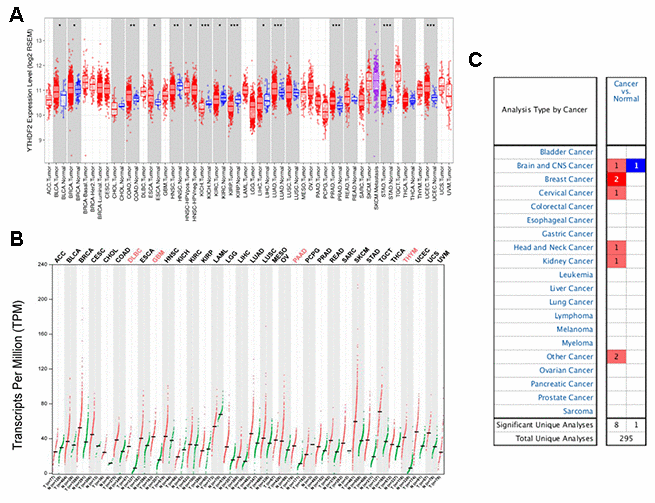 YTHDF2 expression in different types of human cancers were determined with (A) the TIMER, (B) GEPIA, and (C) ONCOMINE databases. ***P