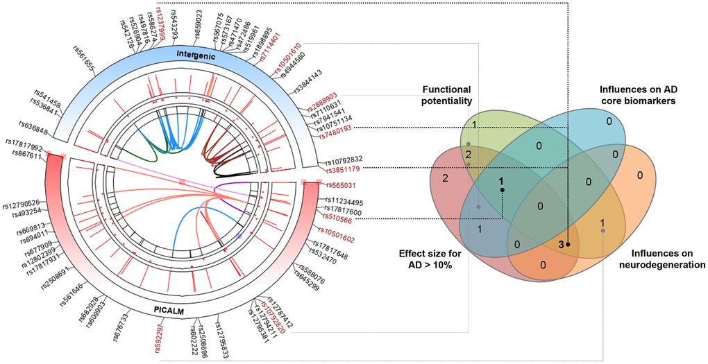 Identifying the most prominent PICALM variations contributing to AD based on multiple-evidence summary. Finally, we integrated lines of evidence, including the effect size of association with AD risk, potential functionality, and the influences on AD feature endophenotype (CSF biomarkers or neurodegeneration), to identify the PICALM loci with high credibility of evidence to support their relationships with AD. Among the 11 tag variations in the Caucasian population, four (rs3851179, rs7480193, rs510566, and rs1237999) were highlighted by the overlapping sources of evidence.