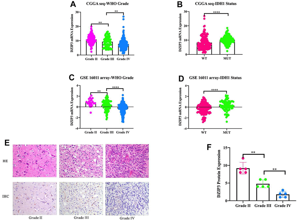 DZIP3 mRNA expression pattern in CGGA RNA-seq and GSE 16011 array cohorts.DZIP3 is enriched in low-grade gliomas in CGGA RNA-seq and GSE 16011 array sets (A, C). DZIP3 is enriched in IDH1-MUT gliomas in CGGA RNA-seq and GSE 16011 array sets (B, D). DZIP3 protein expression is negatively associated with WHO grade (E, F). **pp