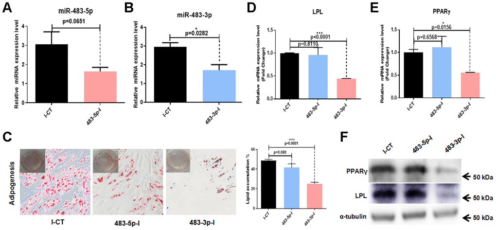 Effects of miR-483 on adipogenic differentiation of hADSCs. (A, B) The efficiency of miR-483-5p and miR-483-3p inhibition was assayed by RT-qPCR. (C) The effect of inhibition of miR-483-3p and miR-483-5p on adipogenic differentiation of hADSCs was evaluated on day 14 using Oil Red O staining (10×; scale: 50μm). (D–F) RT-qPCR and western blot analysis of LPL and PPARγ expression levels. I-CT: negative control inhibitor; 483-5p-I: inhibitor of miR-483-5p; 483-3p-I: inhibitor of miR-483-3p.