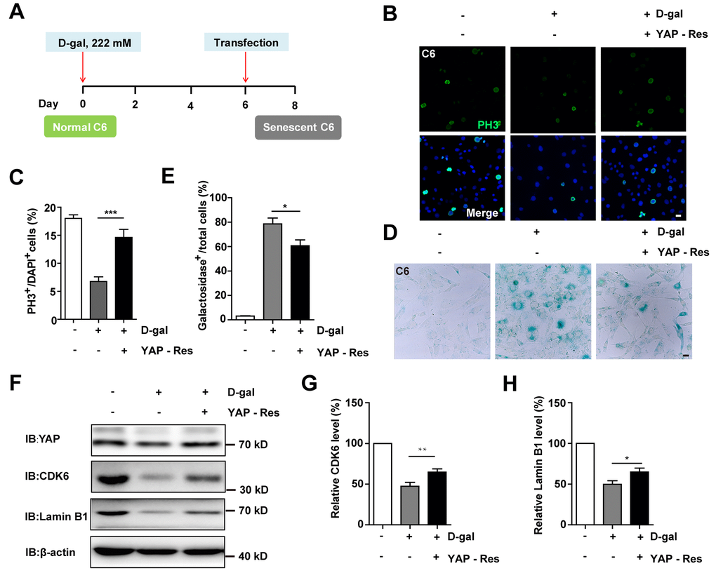 Overexpression of YAP restored D-gal-induced GBM senescence. (A) A schematic illustration showing YAP transfection in C6 senescent cells. (B) Immunostaining of PH3 in control C6 cells without transfection, or senescent C6 cells (treated with 222 mM D-gal for 8 d) transfected with EGFP or YAP-EGFP plasmid (YAP-Res) for 2 d. (C) Quantitative analysis of the percentage of PH3+ cells over total C6 cells as shown in (B) (n=15). (D) Representative images showing β-galactosidase staining in control C6 cells without transfection, or senescent C6 cells (treated with 222 mM D-gal for 8 d) transfected with EGFP or YAP-EGFP plasmid (YAP-Res) for 2 d. (E) Quantification of the percentage of β-galactosidase+ cells over total cells as shown in (D) (n=15). (F) Western blot detected the expression of YAP, CDK6, and Lamin B1 in control C6 cells without transfection, or senescent C6 cells (treated with 222 mM D-gal for 8 d) transfected with EGFP or YAP-EGFP plasmid (YAP-Res) for 2 d. (G, H) Quantification of CDK6 and Lamin B1 level as shown in (F) (n=10). Scale bars, 20 μm. Data shown are mean ± s.e.m. *P **P . ***P .