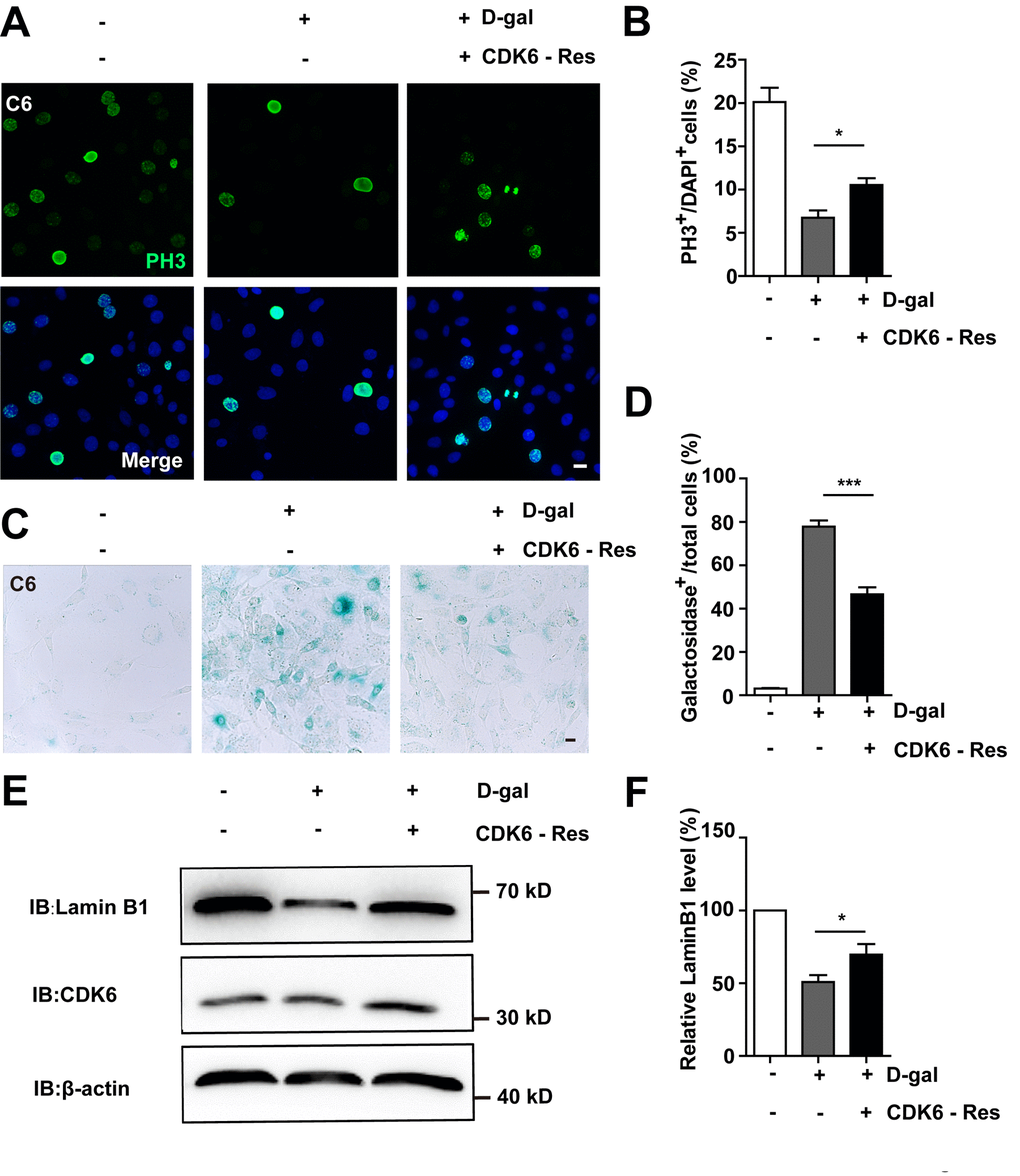 Overexpression of CDK6 restored D-gal-induced GBM senescence. (A) Immunostaining of PH3 in control C6 cells without transfection, or senescent C6 cells (treated with 222 mM D-gal for 8 d) transfected with pcDNA3.1 or pcDNA3.1-CDK6 plasmid (CDK6-Res) for 2 d. (B) Quantitative analysis of the percentage of PH3+ cells over total C6 cells as shown in (A) (n=15). (C) Representative images showing β-galactosidase staining in control C6 cells without transfection, or senescent C6 cells (treated with 222 mM D-gal for 8 d) transfected with pcDNA3.1 or pcDNA3.1-CDK6 plasmid (CDK6-Res) for 2 d. (D) Quantification of the percentage of β-galactosidase+ cells over total cells as shown in (C) (n=15). (E) Western blot detected the expression of CDK6, and Lamin B1 in control C6 cells without transfection, or senescent C6 cells (treated with 222 mM D-gal for 8 d) transfected with pcDNA3.1 or pcDNA3.1-CDK6 plasmid (CDK6-Res) for 2 d. (F) Quantification of Lamin B1 level as shown in (E) (n=10). Scale bars, 20 μm. Data shown are mean ± s.e.m. *P ***P .