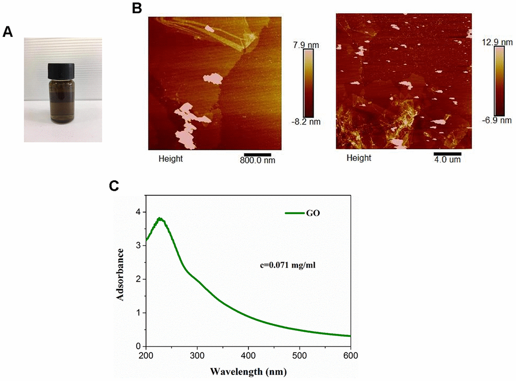 Characterization of graphene oxide (GO). (A) Appearance of commercial GO dispersion. (B) Ultraviolet visible absorption spectra of GO. (C) Representative images of GO using atomic force microscopy.