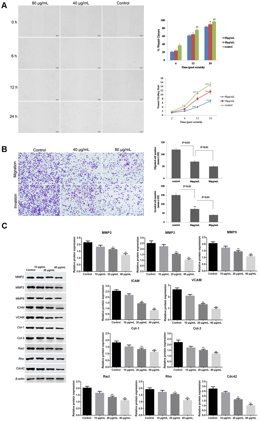 Graphene oxide (GO) inhibited metastasis in Hela cells. (A) The wound closure and wound healing rate of Hela cells treated with different doses of GO at 0, 6, 12 h and 24 h by wound healing assay. (B) Cell migration and migration rates in Hela cells treated with different doses of GO by Transwell assay. (C) Expression of metastasis-related proteins, including matrix metalloproteinase 2 (MMP2), MMP3, MMP9, intercellular adhesion molecule (ICAM), vascular cell adhesion molecule (VCAM), collagen type I (Col-1), Col-3, Racl, Rho and Cdc42, by western blotting. *P P 