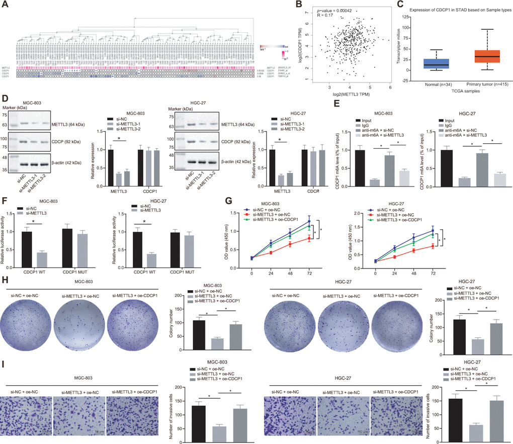 METTL3 modifies CDCP1 through m6A to elevate the CDCP1 expression, driving the proliferation and invasion of GC cells. (A) The co-expression map of METTL3 and CDCP1 obtained by MEM analysis (p = 5.32E-03; https://biit.cs.ut.ee/mem/index.cgi). (B) Correlation between METTL3 and CDCP1 expression obtained by GEPIA analysis (http://gepia2.cancer-pku.cn) of GC data (R = 0.17, p = 4.2E-04), absolute expression of mRNAs from GEPIA is presented. (C) Absolute CDCP1 expression in GC obtained by UALCAN. The blue box on the left represents the expression of normal samples, and the red box on the right represents the expression of GC samples. (D) Western blot assay and RT-qPCR to measure METTL3 and CDCP1 expression in MGC-803 and HGC-27 cells, with β-actin as internal control. (E) Me-RIP assay to examine m6A level of CDCP1 mRNA and enrichment after METTL3 knockdown. (F) Quantitative analysis for luciferase activity after METTL3 knockdown. (G) CCK-8 assay for cell viability in response to METTL3 knockdown and CDCP1 overexpression. (H) Colony formation assay to assess the number of colonies in response to METTL3 knockdown and CDCP1 overexpression. (I) Transwell assay to assess the number of invaded cells in response to METTL3 knockdown and CDCP1 overexpression. Measurement data are expressed as mean ± standard deviation. * p t test was employed for data comparison between two groups. Data comparison among multiple groups was performed using one-way ANOVA with Tukey's post hoc test. Data comparison between groups at different time points was performed using two-way ANOVA or repeated-measures ANOVA with Bonferroni post hoc test. Cell experiments were repeated 3 times independently.