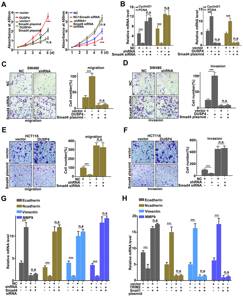 Rescue experiment. (A) CCK8 analysis of DUSP4 knockdown-treated SW480 cells and DUSP4 overexpression-treated HCT116 cells that had been treated with Smad 4 knockdown and overexpression treatments. (B) Western blot and qRT-PCR analysis of Cyclin D and PCNA expression in USP4 knockdown-treated SW480 cells and DUSP4 overexpression-treated HCT116 cells that had been treated with Smad 4 knockdown and overexpression treatments. (C and D) Migration and invasion analysis of DUSP4 knockdown-treated SW480 cells that had been treated with Smad4 overexpression treatment. (E and F) Migration and invasion analysis of DUSP4 overexpression-treated HCT116 cells that had been treated with Smad 4 knockdown treatment. (G and H) qRT-PCR analysis of EMT related biomarkers in DUSP4 knockdown-treated SW480 cells and DUSP4 overexpression-treated HCT116 cells that had been treated with Smad 4 knockdown and overexpression treatments. **P