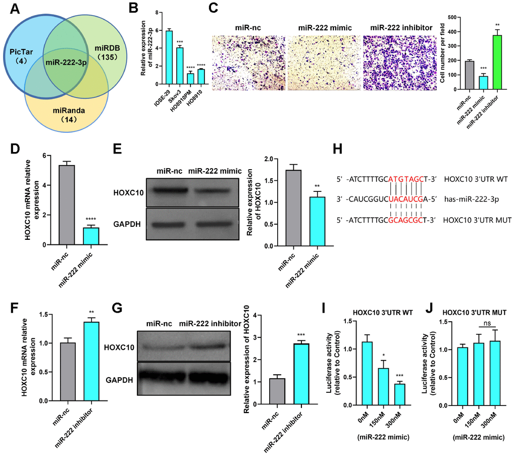 HOXC10 expression is regulated by miR-222-3p. (A) A Venn diagram was used to identify the candidate miRNAs targeting HOXC10. (B) Relative expression of miR-222-3p in cell lines. P=0.0004, PC) Transwell assay of PM cells transfected with the miR-222-3p mimic, miR-222-3p inhibitor or negative control. P=0.0007 and P=0.0012. Scale bars, 100 μm. (D, E) Relative mRNA and protein expression levels of HOXC10 in PM cells transfected with the miR-222-3p mimic or negative control. PF, G) Relative mRNA and protein expression levels of HOXC10 in Skov3 cells transfected with the miR-222-3p inhibitor or negative control. P=0.0041 and P=0.0002. (H) Schematic diagram of the binding site for miR-222-3p in the HOXC10 3’UTR. (I) PM cells were cotransfected with a plasmid containing the full-length HOXC10 3’UTR and increasing concentrations of the miR-222-3p mimic. P=0.0108 and P=0.0005. (J) PM cells were cotransfected with a plasmid containing the mutated full-length HOXC10 3’UTR and increasing concentrations of the miR-222-3p mimic. P=0.4474 and P=0.3730.