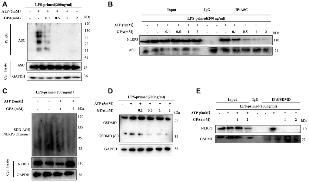 GPA inhibited NLRP3 inflammasome assembly and GSDMD cleavage. THP-1 cells were primed with LPS for 4h, followed by GPA treatment 6 h before stimulation with ATP for 30 min. Immunoblot analyzed of ASC oligomerization in lysates of THP-1 cells (A). IP and immunoblot analyzed of the interaction of endogenous NLRP3 and ASC in THP-1 cells (B). Immunoblot analyzed of NLRP3 by SDD-AGE assay in THP-1 cells (C). Immunoblot analyzed of cleavage of GSDMD in THP-1 cells (D). IP and immunoblot analyzed of the interaction of endogenous NLRP3 and GSDMD in THP-1 cells (E). Three independent experiments.