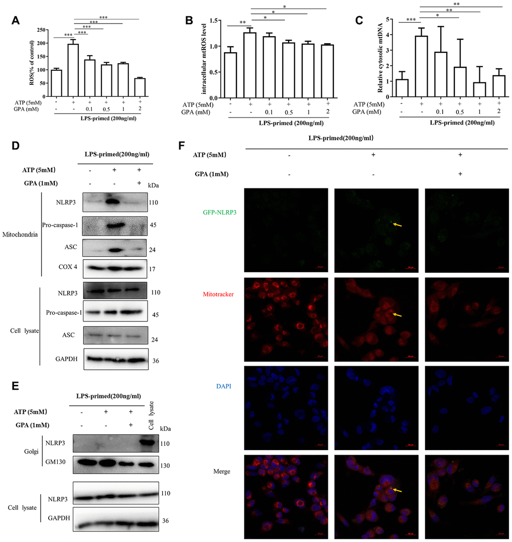 GPA reduced ROS and mtDNA production, and suppressed NLRP3 mitochondrial localization. THP-1 cells were primed with LPS for 4h, followed by GPA treatment 6 h before stimulation with ATP for 30 min. Levels of the ROS and mtROS were measured in THP-1 cells (A, B). Quantitative real-time PCR analyzed of mtDNA in THP-1 cells (C). Immunoblot analyzed of mitochondrial components of NLRP3 inflammasome in THP-1 cells through extract mitochondrial (D). Immunoblot analyzed of Golgi components of NLRP3 inflammasome in THP-1 cells through extract Golgi (E). Immunofluorescence analyzed of mitochondrial components of NLRP3 in THP-1 cells (F). Data are presented as mean ± SD, three independent experiments, *p **p ***p 