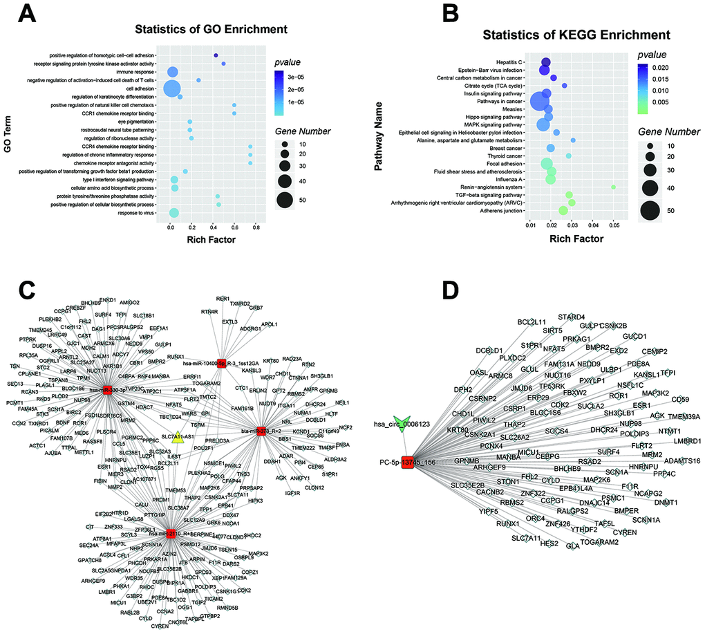 LncRNA SLC7A11-AS1 and hsa