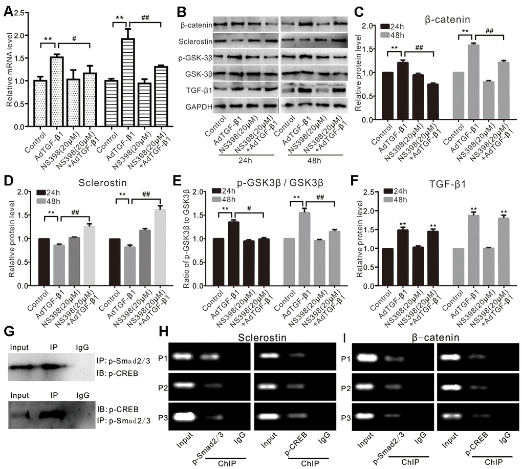 Effects of TGF-β1 and/or COX-2 on Wnt/β-catenin in VSMCs. (A) Real-time PCR assay results show the effect of TGF-β1 and/or NS398 on mRNA expression of β-catenin in VSMCs cells ("**" pB) Western blot assay results show the effect of TGF-β1 and/or NS398 on β-catenin, sclerostin, p-GSK-3β, and GSK-3β in VSMCs cells; GAPDH was used as a loading control. (C) Quantitative results of Western blot assay show the effect of TGF-β1 and/or NS398 on β-catenin in VSMCs cells ("**" pD) Quantitative results of Western blot assay show the effect of TGF-β1 and/or NS398 on sclerostin in VSMCs cells ("**" pE) Quantitative results of Western blot assay show the effect of TGF-β1 and/or NS398 on p-GSK-3β and GSK-3β in VSMCs cells ("**" pF) Quantitative results of Western blot assay show the effect of AdTGF-β1 and/or NS398 on TGF-β1 in VSMCs cells ("**" pG) IP assay results show the interaction between p-Smad2/3 and p-CREB in VSMCs. (H) ChIP assay results show the recruitment of p-Smad2/3 or p-CREB at the promoter region of sclerostin in VSMCs. (I) ChIP assay results show the recruitment of p-Smad2/3 or p-CREB at the promoter region of β-catenin in VSMCs. NS398: COX-2-specific inhibitor.