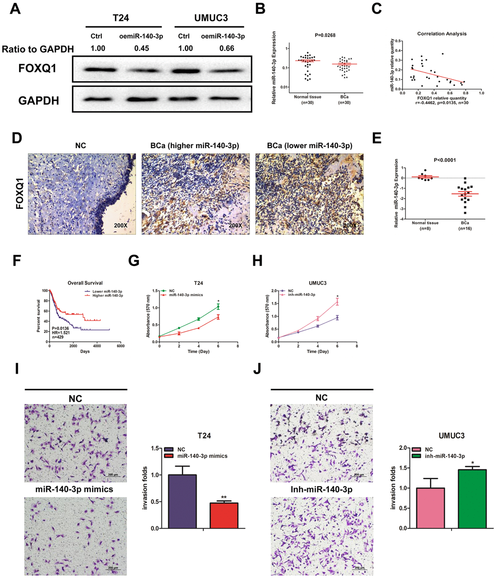 miR-140-3p downregulates FOXQ1 expression and suppresses BCa cell proliferation and invasion. (A) Overexpression of miR-140-3p in T24 and UMUC3 cells to determine its effect on FOXQ1 expression by western blot assay. Approximately 50 ug of protein was loaded into each lane 2 to 4 days after transfection. (B) miR-140-3p expression in 30 paired human primary BCa and adjacent normal bladder tissues. (C) Correlation analysis of miR-140-3p and FOXQ1 mRNA level was performed using the Pearson correlation coefficient. (D) Representative immunohistochemical staining of FOXQ1 in BCa and nonmalignant bladder tissue samples. (E) Analysis of microarray sequencing from NCBI GEO Datasets (GSE40355, GPL8227) showed miR-140-3p expression in 16 BCa and 8 nonmalignant bladder tissue samples. (F) OS curves of BCa patients were analyzed according to miR-140-3p expression. Data were download from TCGA. (G) T24 cells were transfected with NC and miR-140-3p mimics. (H) UMUC3 cells were transfected with miR-140-3p inhibitor. Cell growth was measured by MTT assay. (I, J) Transwell invasion assays were performed by transfecting T24 cells with a negative control (NC) or miR-140-3p mimics (I) and UMUC3 cells with NC or miR-140-3p inhibitor (J). The invaded cells were counted in 10 randomly chosen microscopic fields (100X) of each experiment and pooled. (G–J) Each sample was run in triplicate and used in multiple experiments to determine the mean ± SD. *P P 