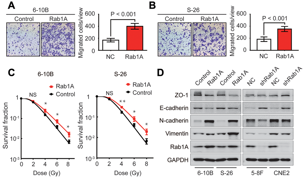 Rab1A increases NPC cells metastasis, radioresistance and EMT phenotype. (A and B) Migration assay of 6-10B and S-26 cells with Rab1A overexpression or a control vector by transwell assay. Left, representative images of invading cells. Right, quantification of cell invasion data. (C) Survival curves of 6-10B and S-26 cells with Rab1A overexpression or a control vector created by the linear quadratic equation. Means ± SD (n=3) are shown in A, B and C. NS, no significant, *P **P D) Western blotting assay to assess the expression of ZO-1, E-cadherin, N-cadherin and vimentin proteins in 6-10B and S-26 cells with Rab1A overexpression or 5-8F and CNE2 cells with Rab1A knockdown.