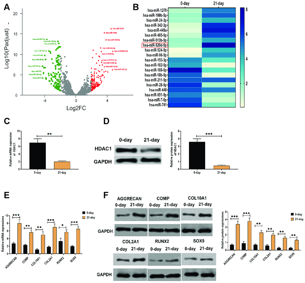 Elevated expression of miR-520d-5p and decreased level of HDAC1 in the chondrogenesis of hMSCs. (A) Volcano plot showing the differentially expressed miRNAs in hMSCs during chondrogenesis at 0 days and 21 days, as detected by RNA-seq assay. Red and green dots represent upregulated and downregulated miRNAs, respectively, according to fold change > 2 and p B) Heatmap showing the expressions of differentially expressed miRNAs, as detected by qRT-PCR. (C) mRNA expression of HDAC1 in hMSCs at 0 days and 21 days of chondrogenesis. (D) Protein expression of HDAC1 in hMSCs at 0 days and 21 days of chondrogenesis. (E) mRNA expressions of the chondrogenic markers AGGRECAN, COMP, COL2A1, and SOX9 and the hypertrophic markers COL10A1 and RUNX2 at 0 days and 21 days of chondrogenesis. (F) Protein expressions of the chondrogenic markers AGGRECAN, COMP, COL2A1, and SOX9 and the hypertrophic markers COL10A1 and RUNX2 at 0 days and 21 days of chondrogenesis. For each experiment, at least three replicates were available for the analysis. Data were expressed as mean ± standard deviation (SD). *P 