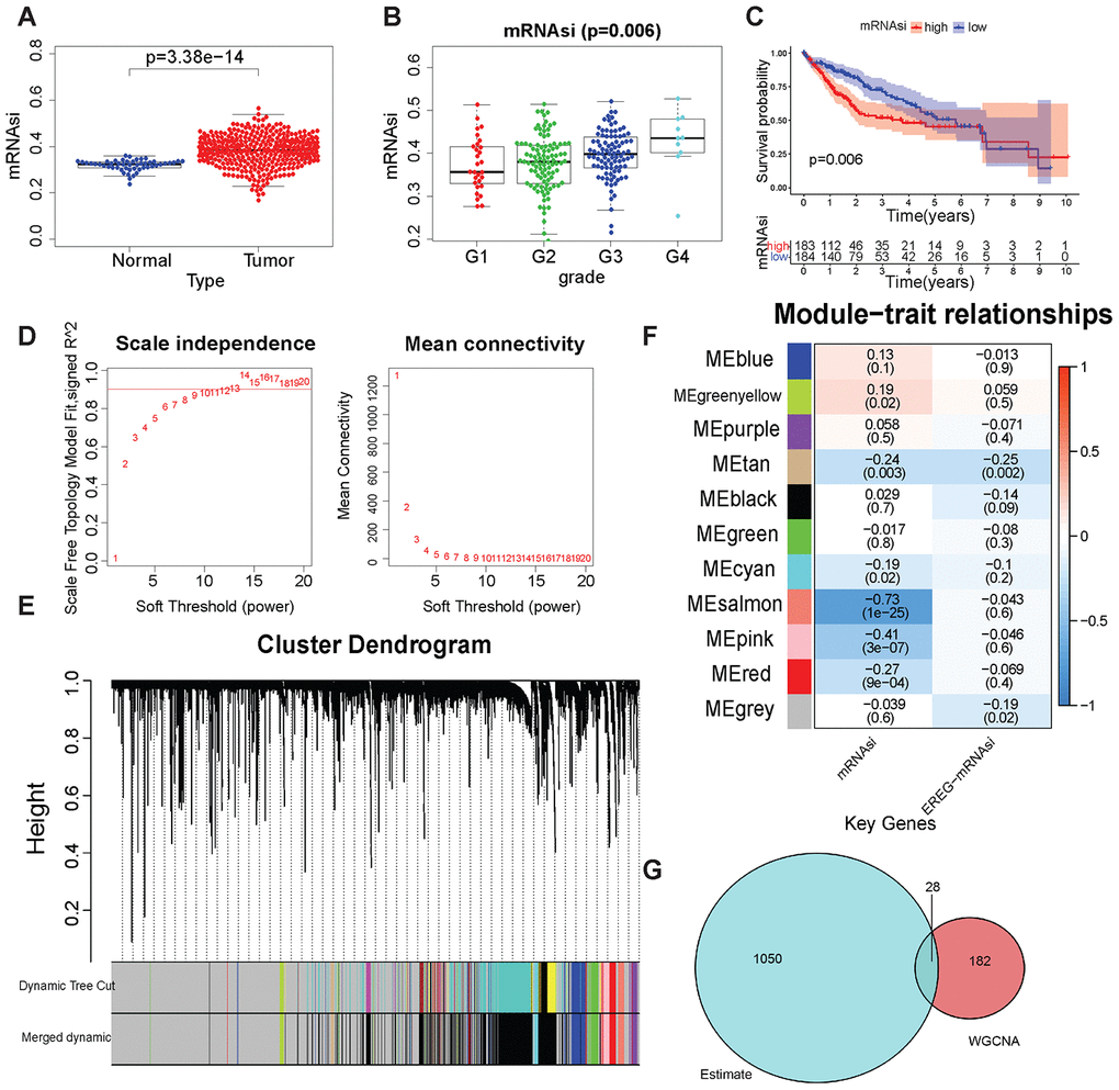 Tumor stem cell score and WGCNA-related results. (A) mRNAsi in LIHC and normal samples. (B) mRNAsi was in different grades. (C) Kaplan–Meier plot of high- or low-mRNAsi patients from TCGA. The number of patients remaining at a particular time point is shown at the bottom. (D) Left: The determination coefficient R2 of the y-axis is −log10 (k) and log10 (P(k)). The larger the R2, the more the gene regulatory network conformed to the scale-free network. k, Connectivity of the gene nodes; P(k), probability of such a node. Red line: 0.9. The x-axis is the soft threshold beta. Right: the average connectivity of the y-axis genes. The x-axis is the soft threshold β. (E) Gene clustering and gene module partition results. Gene clustering and gene module division results. “Dynamic Tree Cut” is the result before the modules were merged; “Merged dynamic” is the result after the modules were merged. (F) The result of the module–trait relationship. The Pearson correlation coefficient of the first principal component of the gene module and the traits was plotted as a heat map, where the P values are marked in parentheses. (G) The intersection of the ESTIMATE algorithm and mRNAsi + WGCNA-derived genes. These 28 genes were considered to be closely related to the tumor stem cell content and the degree of immunity.