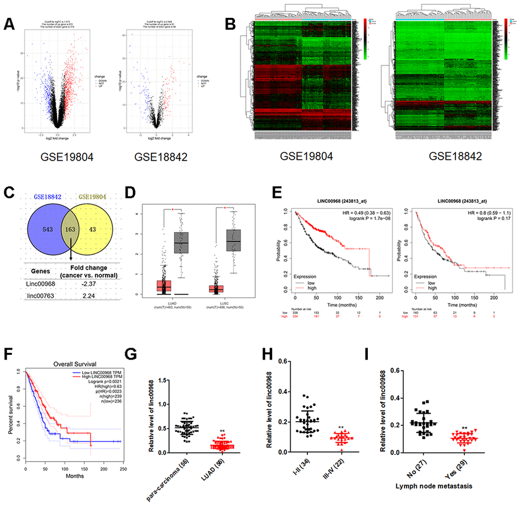 The expression and clinical significance of linc00968 in NSCLC. (A) Volcano plot showing the differential genes (red dots and blue dots) in the expression microarray. (B) Heatmap of GSE19804 and GSE18842. (C) Venn diagram showing the common downregulated or upregulated lncRNAs in two GEO dataset. (D) linc00968 expression in LUAD and LUSC from TCGA, with red boxplot referring to cancer sample and gray boxplot referring to normal sample. (E) Survival analysis of linc00968 in LUAD and LUSC from Kaplan-Meier survival plot. (F) Survival analysis of linc00968 in LUAD from TCGA. (G) Expression of linc00968 in LUAD tissues and para-carcinoma tissues examined by qRT-PCR assay. **PH–I) The expression levels of linc00968 in LUAD patients with different pathological stages and lymph node metastasis. **P