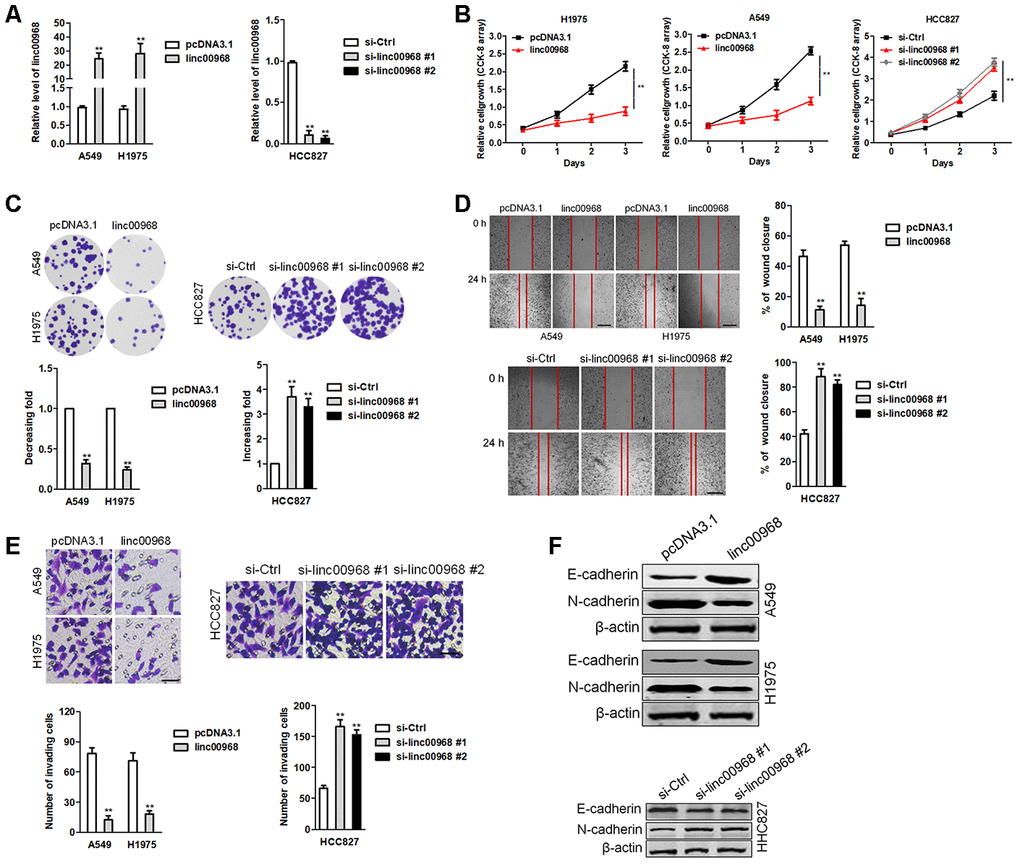 linc00969 inhibits LUAD cell growth. (A) The levels of linc00968 in linc00968 overexpressing A549 and H1975 cell or linc00968 knockdown in HCC827 were detected with qRT-PCR assay, (B) CCK-8 assays showed that overexpression of linc00968 inhibited cell proliferation in A549 and H1975 cell, whereas knockdown of linc00968 increased cell proliferation in HCC827 cell. (C) Colony-forming assays showed that linc00968 reduced A549 and H1975 colony formation, whereas knockdown of linc00968 enhanced the colony formation of HCC827 cell. (D) Representative images and the percentage of migration in wound healing assay. (E) Representative images and the number of invading cells in Transwell invasion assay. (F) The expressions of E-cadherin and N-cadherin were detected using western blotting assay. **P