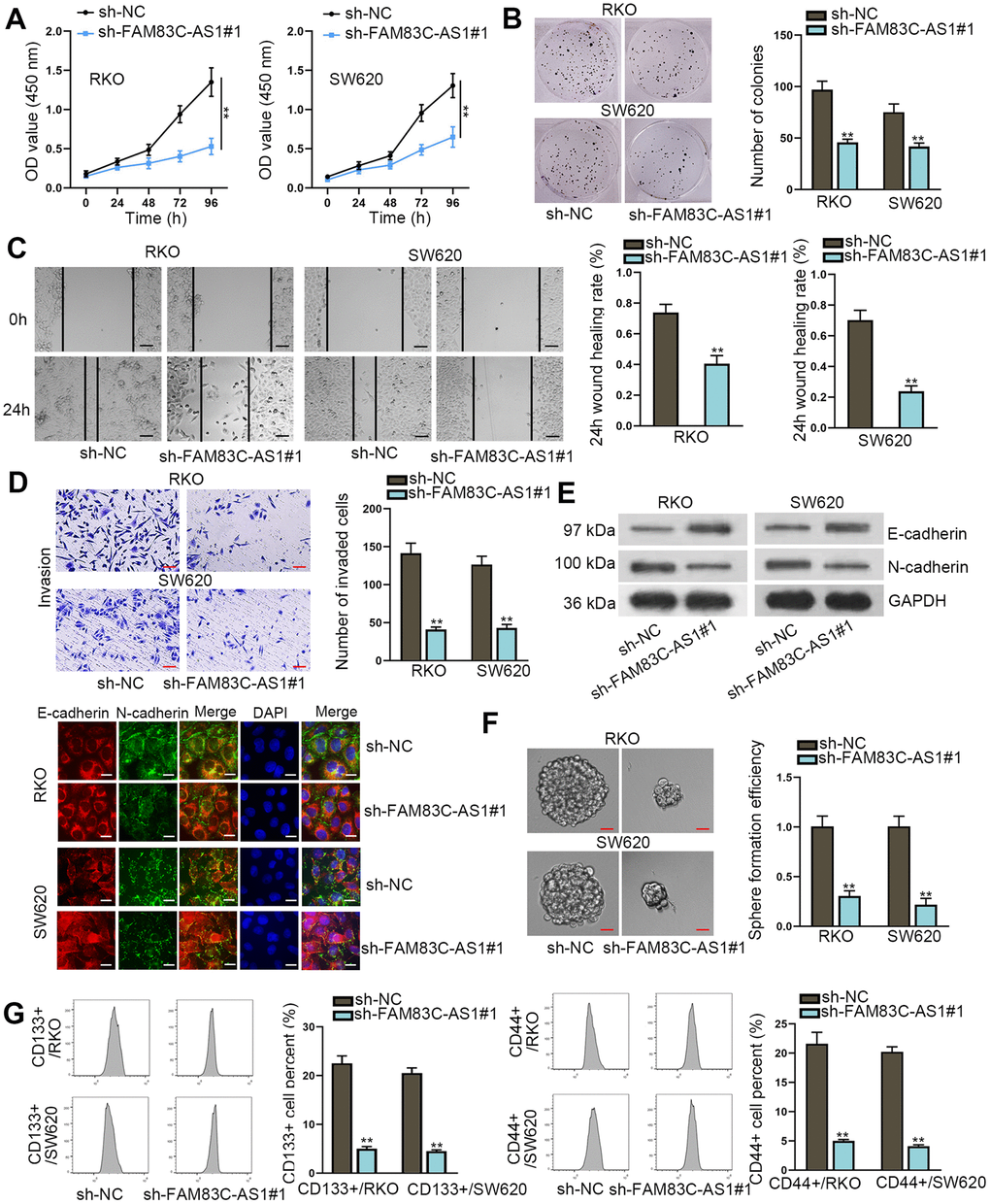 Knockdown of FAM83C-AS1 suppresses CRC progression. (A, B) Cell proliferation was evaluated by CCK-8 and colony formation assays. (C, D) Wound healing and transwell assays were carried out to measure cell migration and invasion abilities in different groups. (E) EMT process in transfected cells was analyzed using western blot and immunofluorescence analyses. E-cadherin and N-cadherin were found to be EMT-related proteins. (F) The sphere formation ability of transfected cells was assessed using sphere formation assay. (G) Cell stemness in different groups was analyzed through flow cytometer. CD133+ or CD44+ was utilized as stem cell marker and was related to cell stemness. **P 