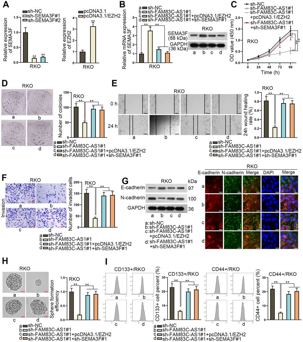 FAM83C-AS1 mediated CRC progression by stabilizing EZH2 protein to decrease SEMA3F expression. (A) The efficiency of EZH2 overexpression or SEMA3F knockdown was estimated using RT-qPCR. (B) SEMA3F expression in transfected cells was examined using RT-qPCR and western blot assay. (C, D) The proliferation ability of transfected cells was analyzed using CCK-8 and colony formation assays. (E, F) Wound healing and transwell assays were used to evaluate the migrating and invading abilities of tumor cells in different groups. (G) EMT process in transfected cells was measured using western blotting analysis and immunofluorescence assay. (H) The sphere formation ability of transfected cells was assessed using sphere formation assay. (I) Cell stemness in different groups was analyzed using flow cytometer analysis. **P 