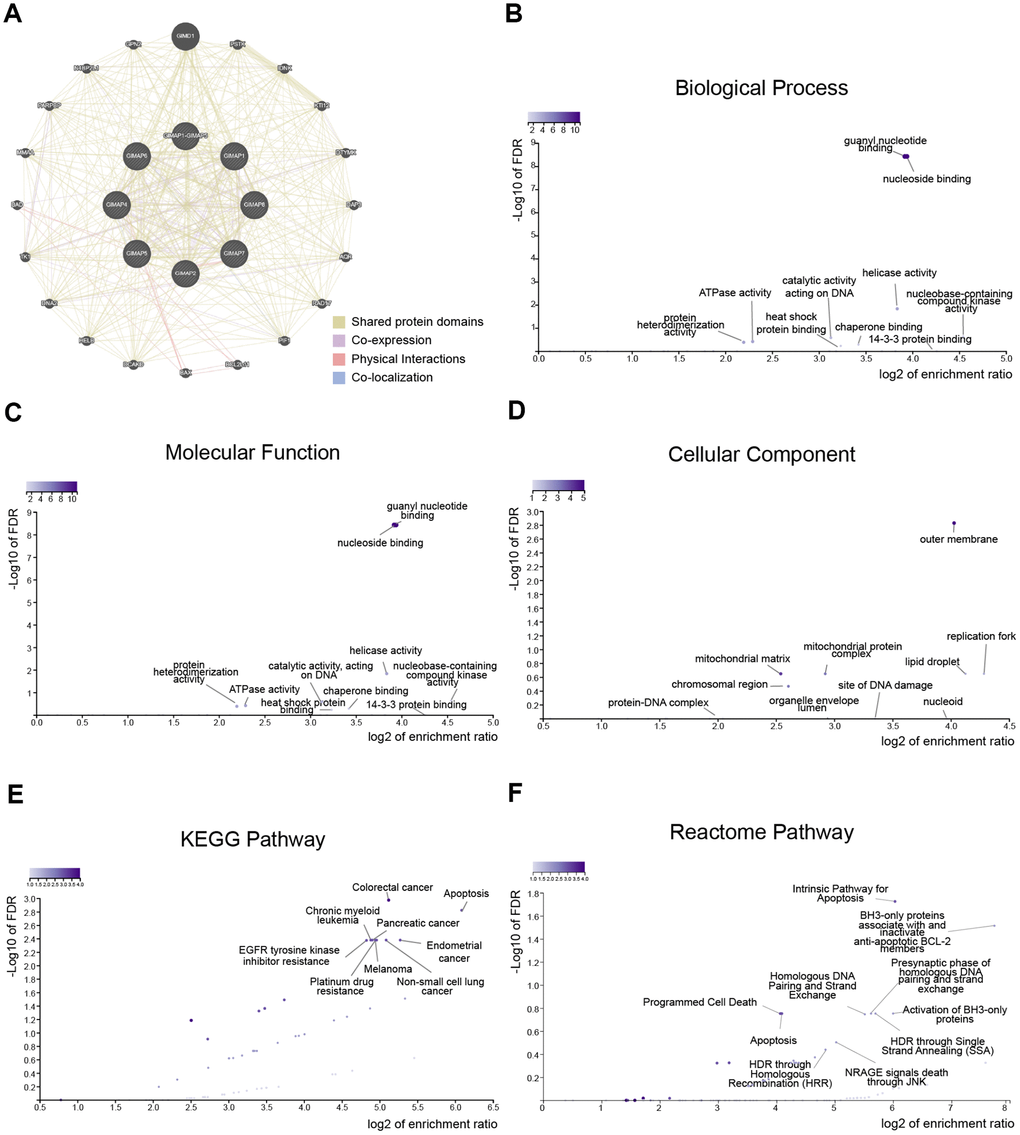 Predicted functions and pathways of GIMAPs and their 20 related genes in LUAD patients (GeneMANIA and WebGestalt). Network of GIMAPs and their 20 related genes was constructed (A). GO functional enrichment analysis predicted three main functions of GIMAPs and their 20 related genes, including biological process, cellular components and molecular functions (B–D). KEGG and Reactome pathway analysis on GIMAPs and their 20 related genes was shown at figure (E, F).