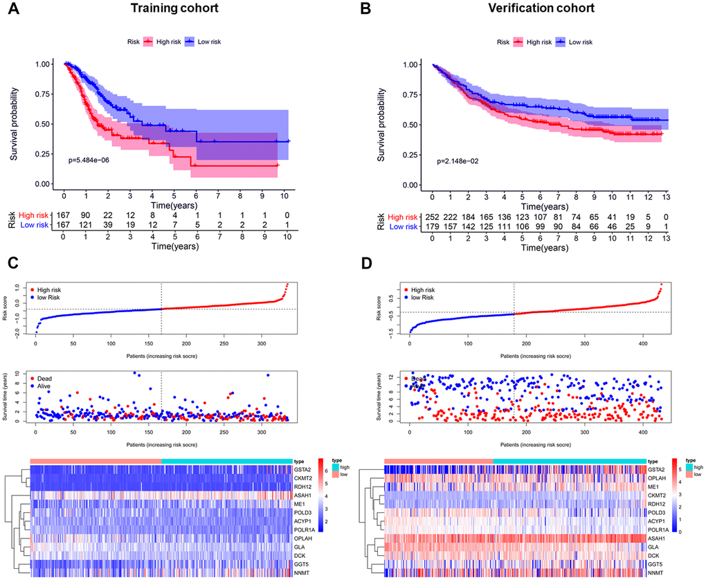 Establishment and validation of the prognostic risk model. (A, B) Kaplan-Meier curve analysis of the high-risk and low-risk groups. (C, D) From top to bottom=Risk score distribution of patients. Survival status scatter plots of patients. Expression patterns of risk genes.