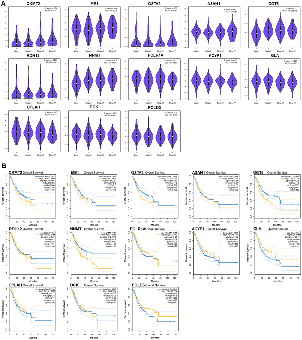 Relationships of the PDEMRGs with pathological stage and survival time. (A) The violin pot shows the expression levels of GGT5 and NNMT is significantly correlated with the pathological stage. (B) Survival plot indicates that the expression levels of GGT5, NNMT, and GLA are significantly correlated with OS.